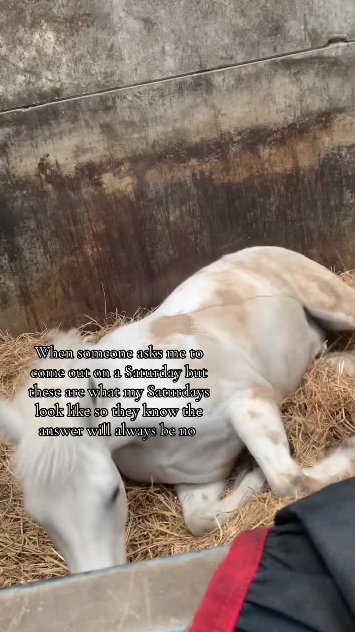 @liliys.mainacs2