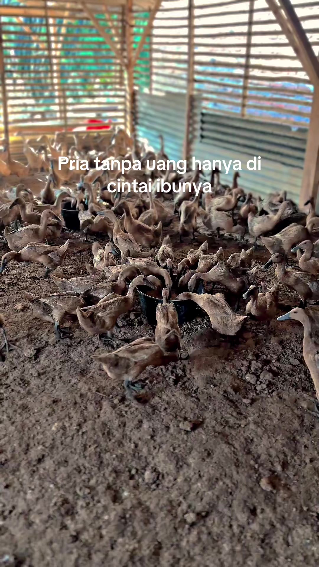 @darufarm