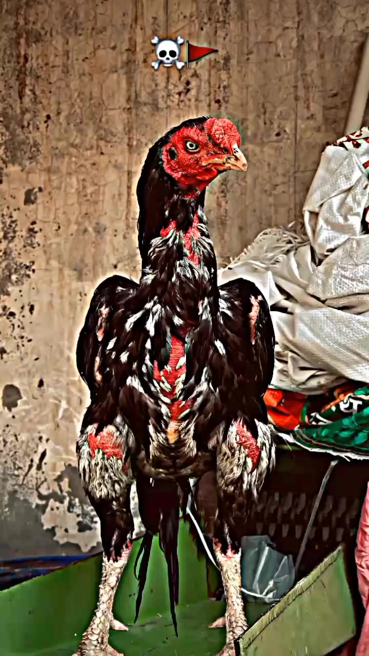 @شــوق 🔥