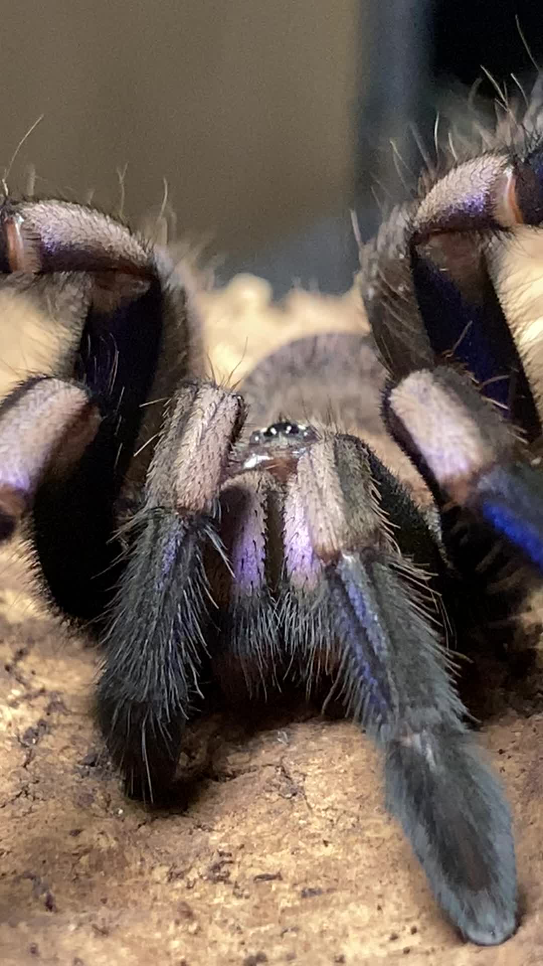 @🕷️𝓛𝓪𝓭𝔂𝓢𝓬𝓪𝓻𝓮🕷️
