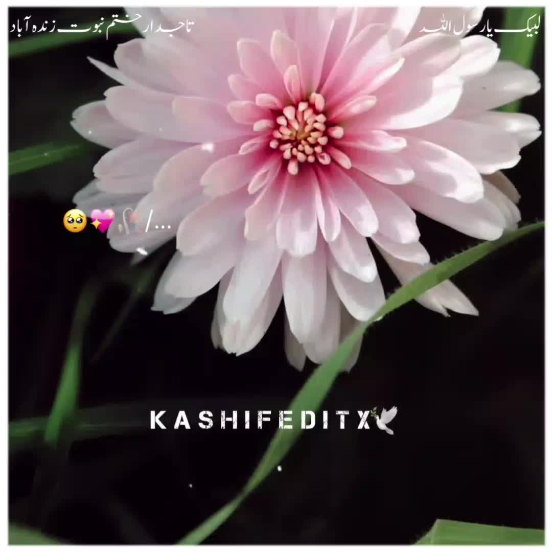 @Kashif Editx