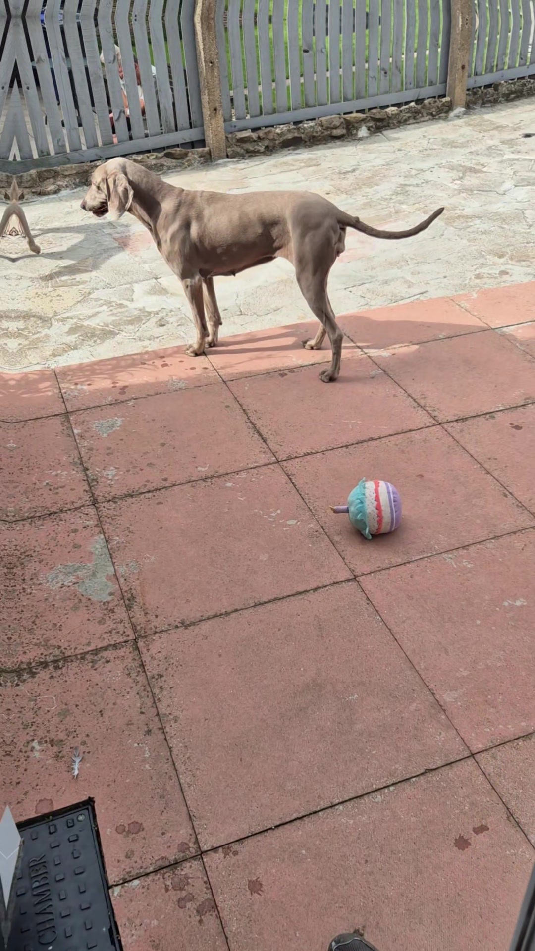 @Sabsky weimaraners