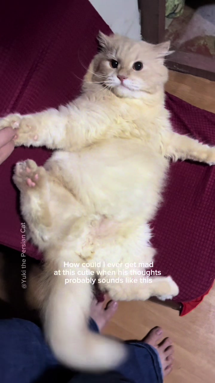 @Yuki the Persian Cat