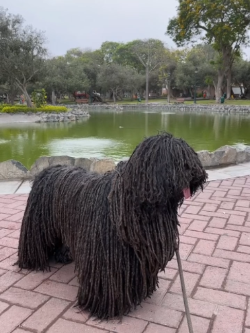 @Doggy Discovery
