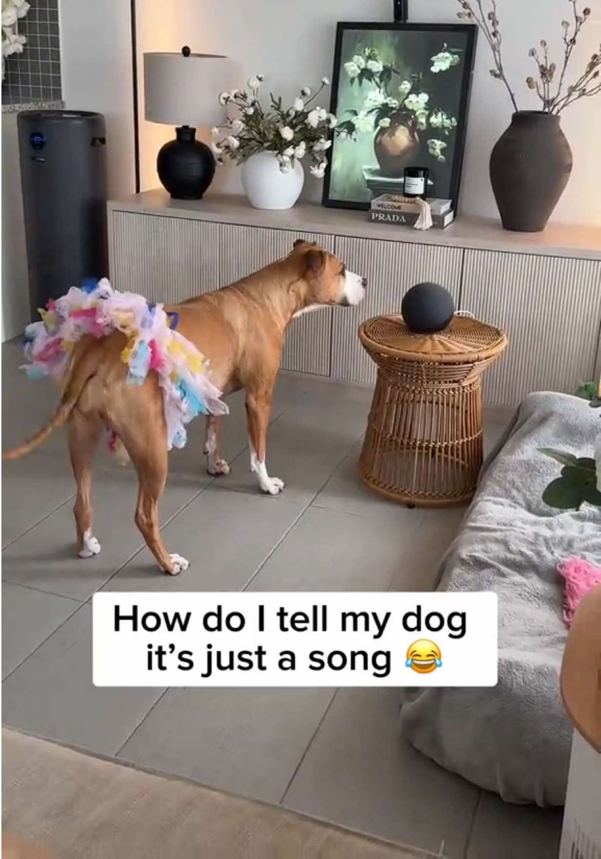 @Luna The Pittie