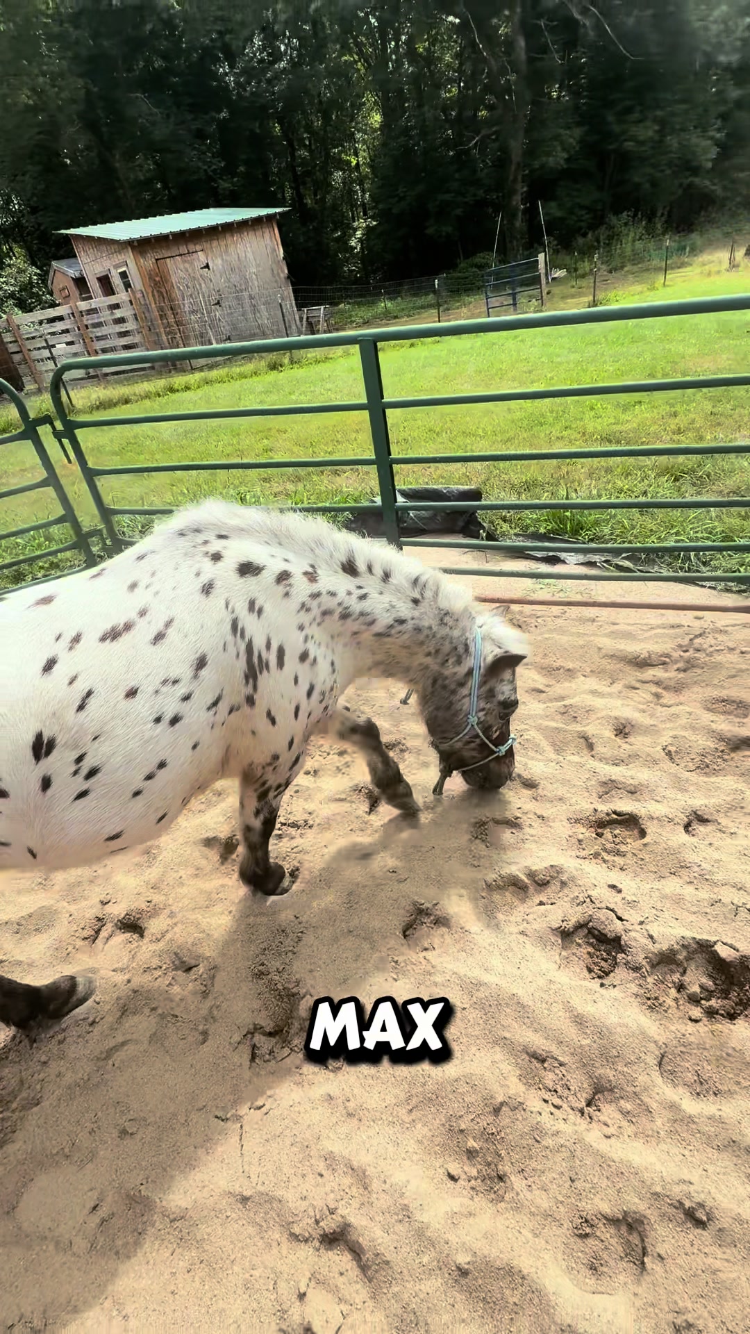 @Maxwell Farms