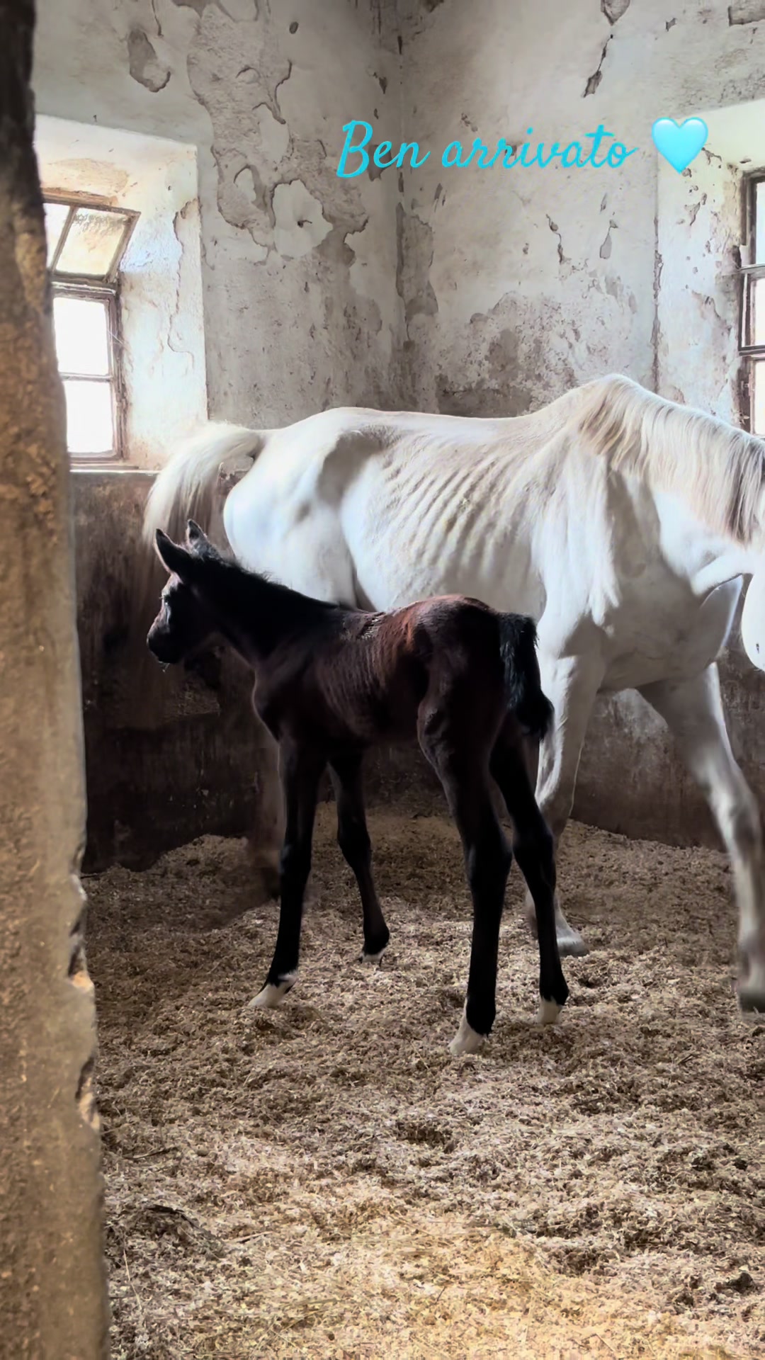 @м&iota;&alpha; 🐴💛