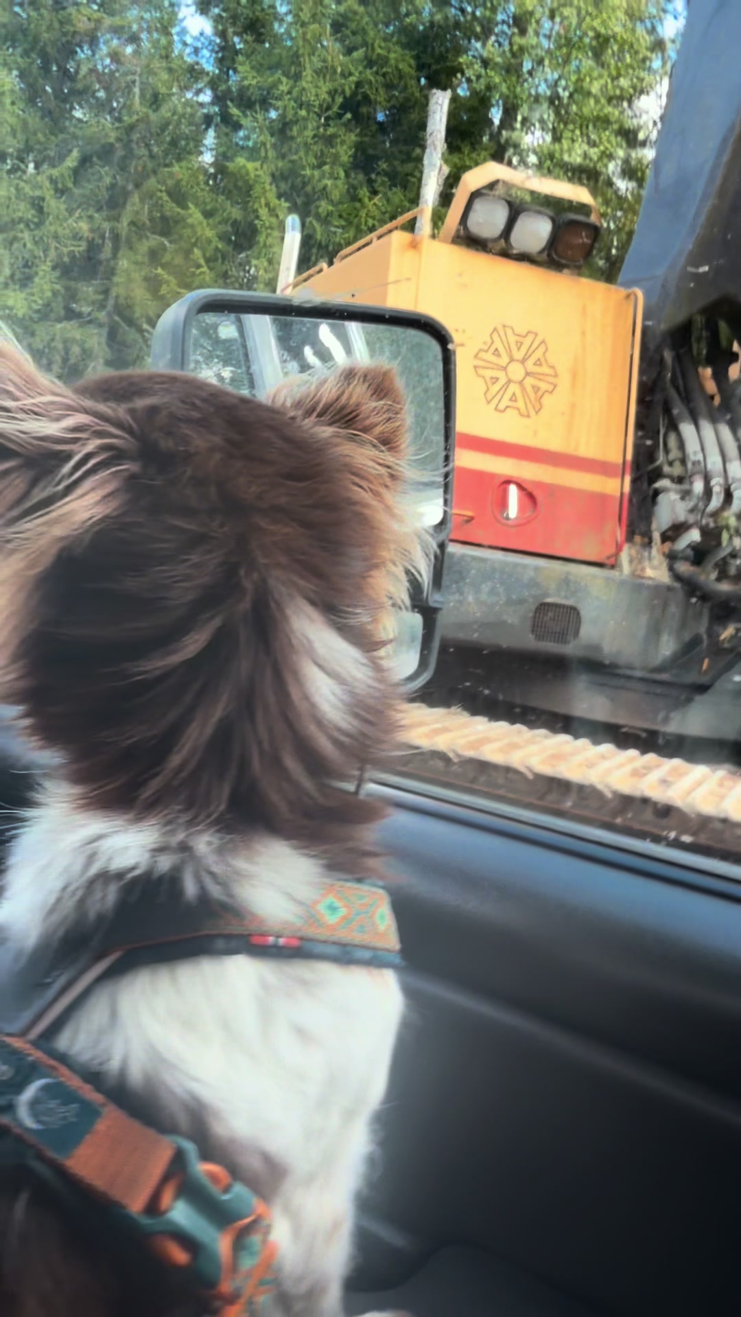 @MorrisMiniDog