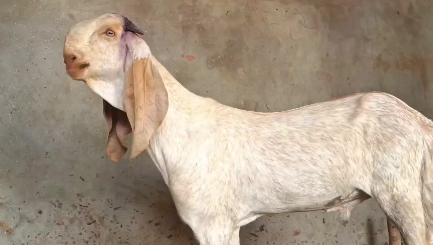 @۔جو مرضی کر لو آخر موت ہے۔