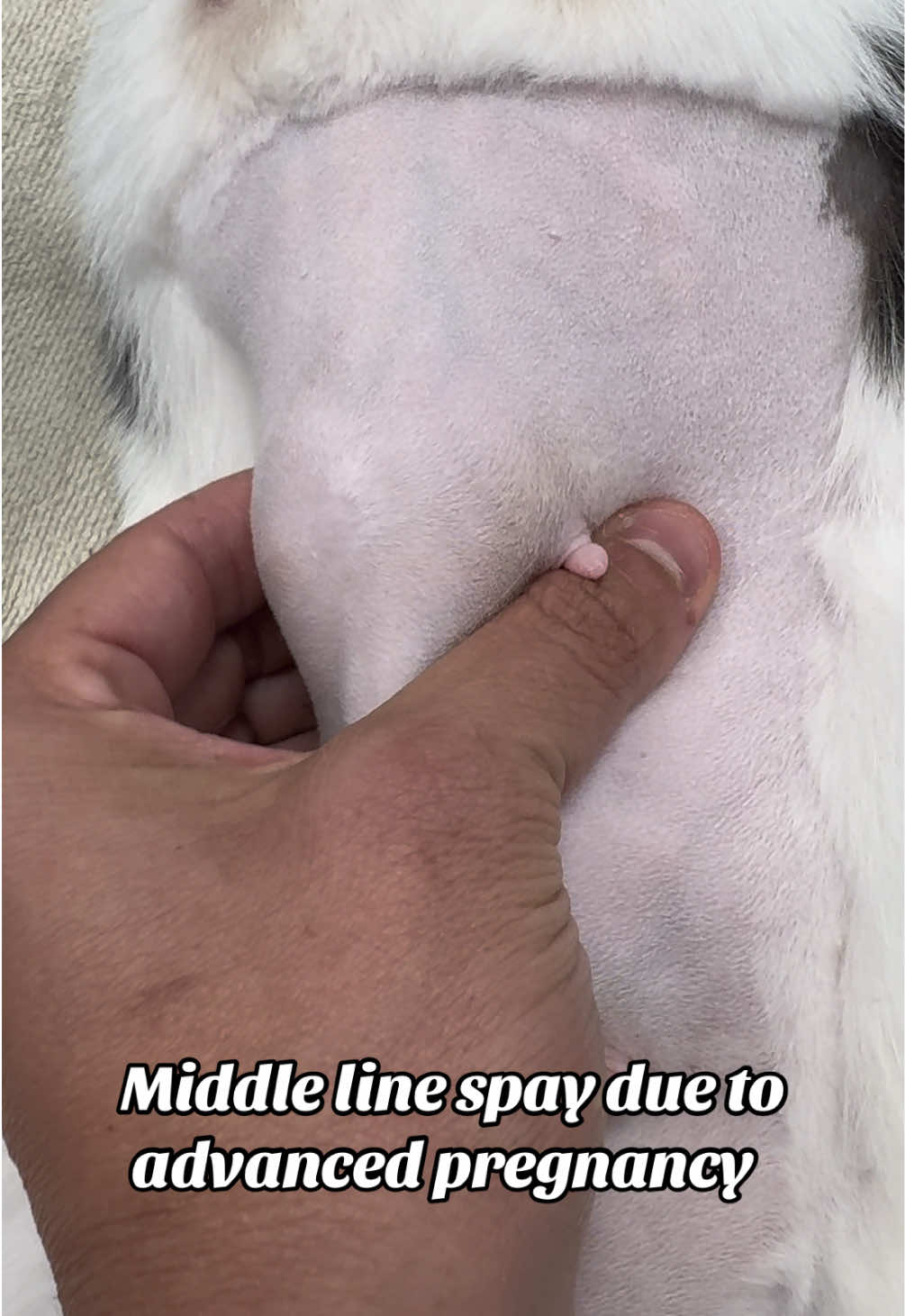 @Tomasthevet