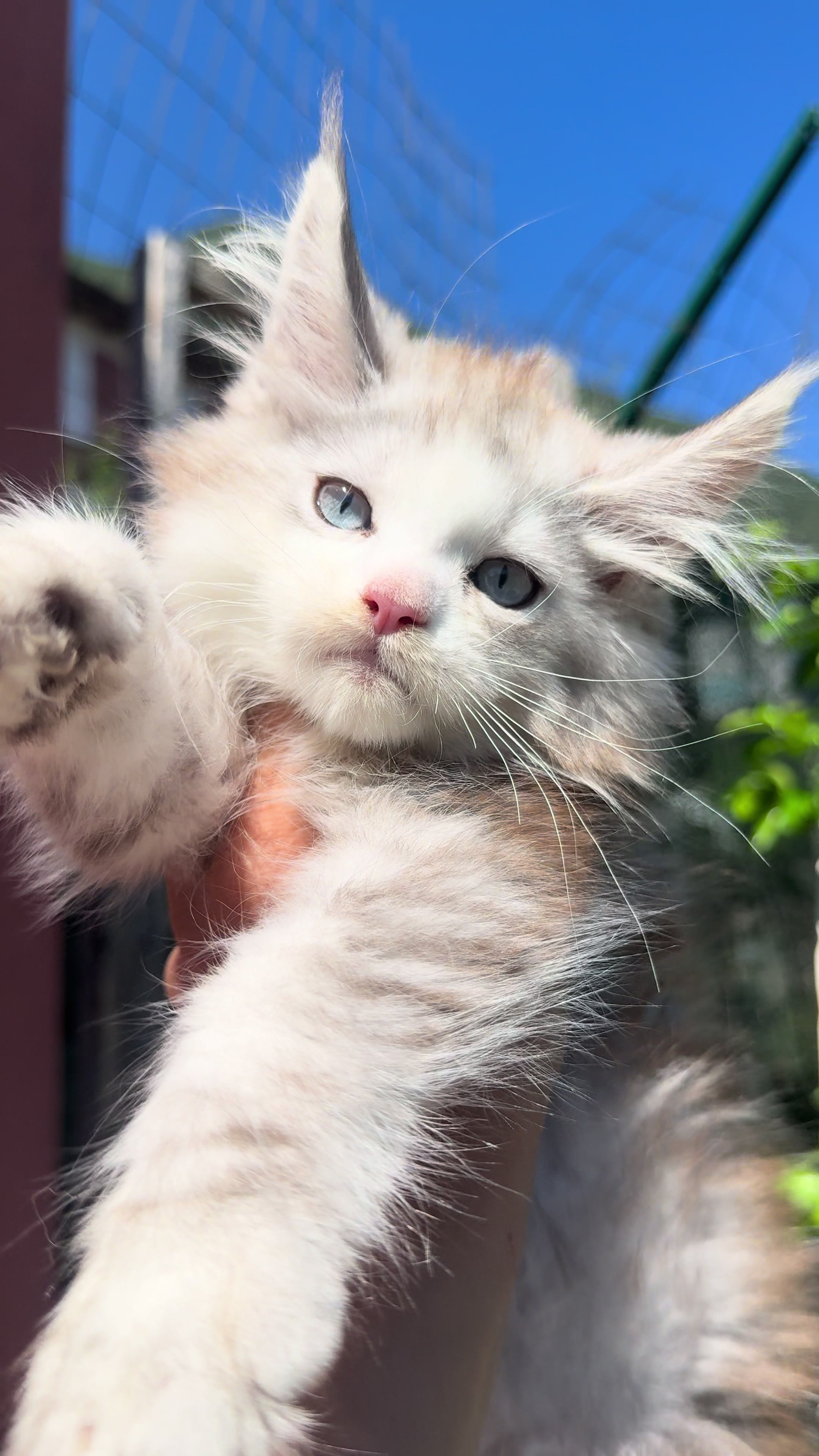 @WilderRegenbogenMaineCoon