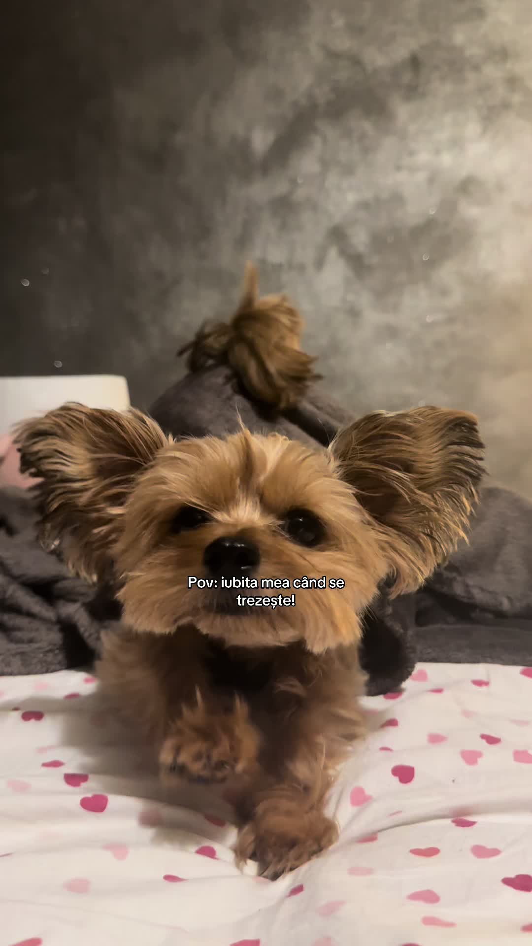 @papi🫆