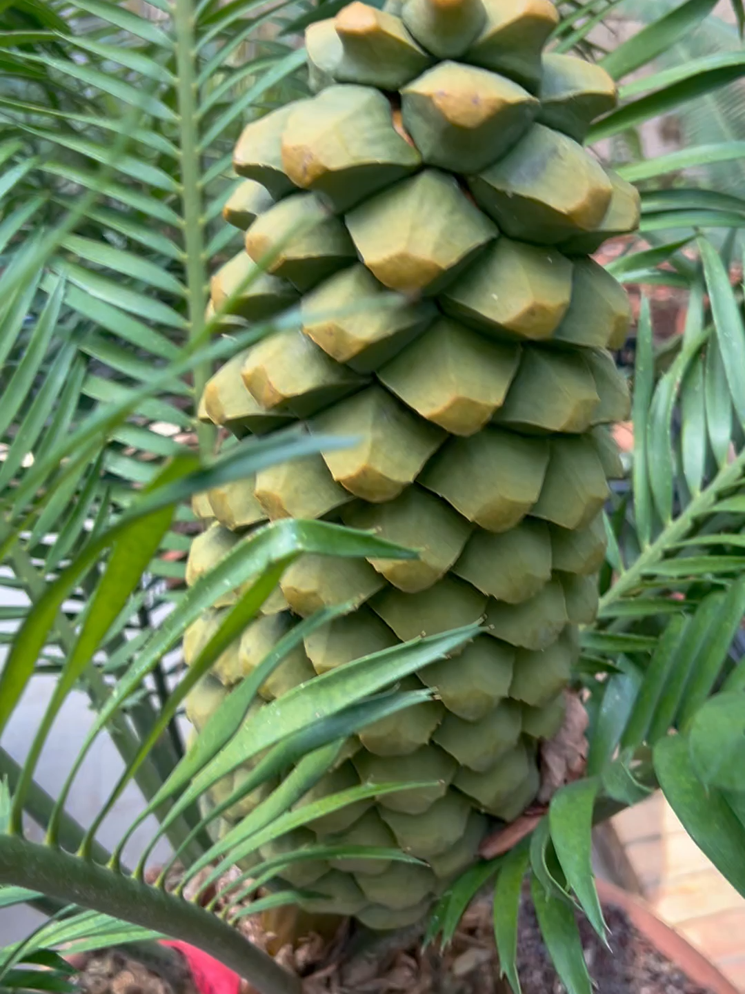 @Botanical Archive