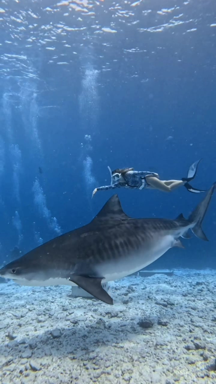 @sofiasurfers🦋✨