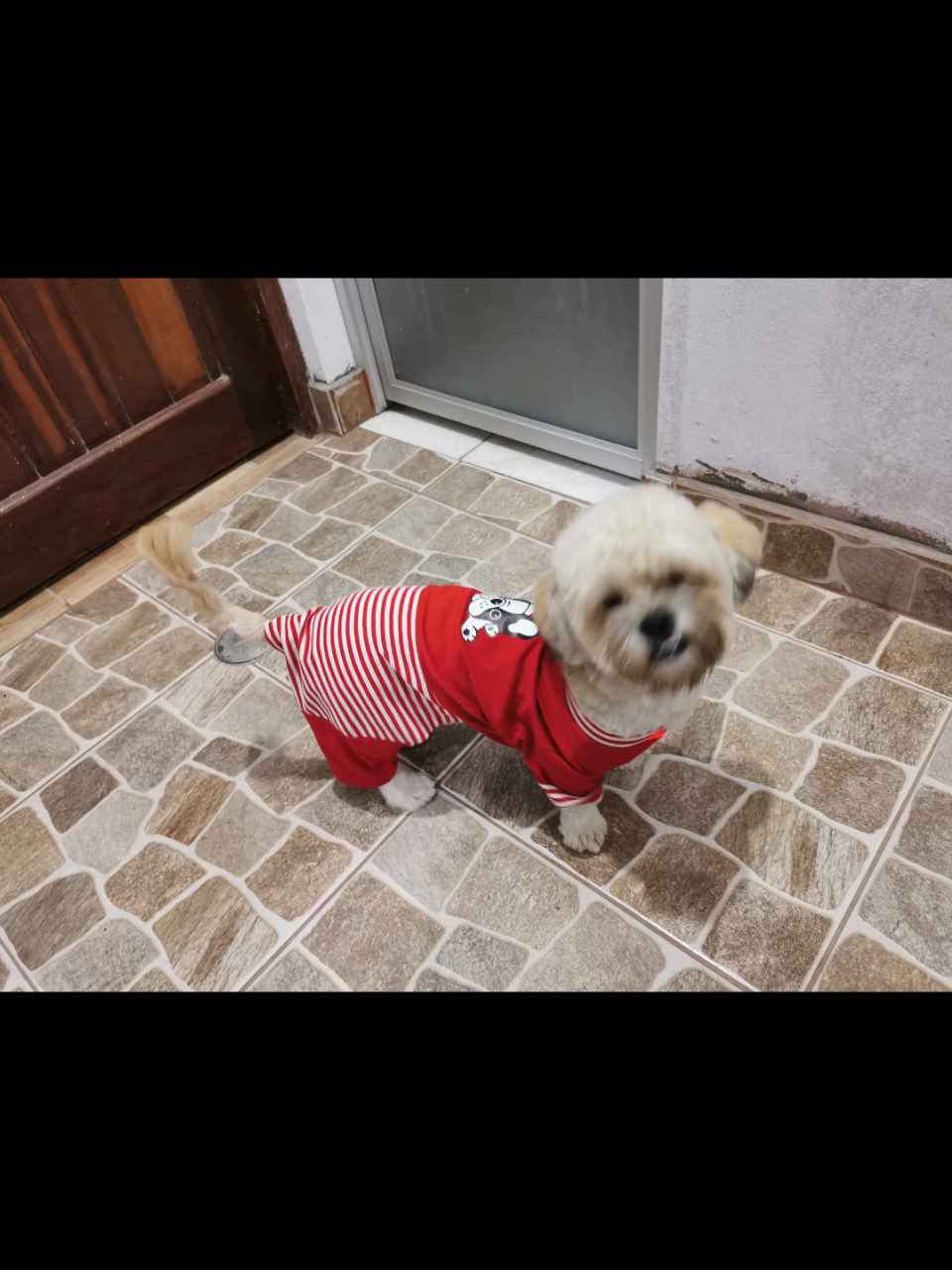 @paraqueveas👁️🐶