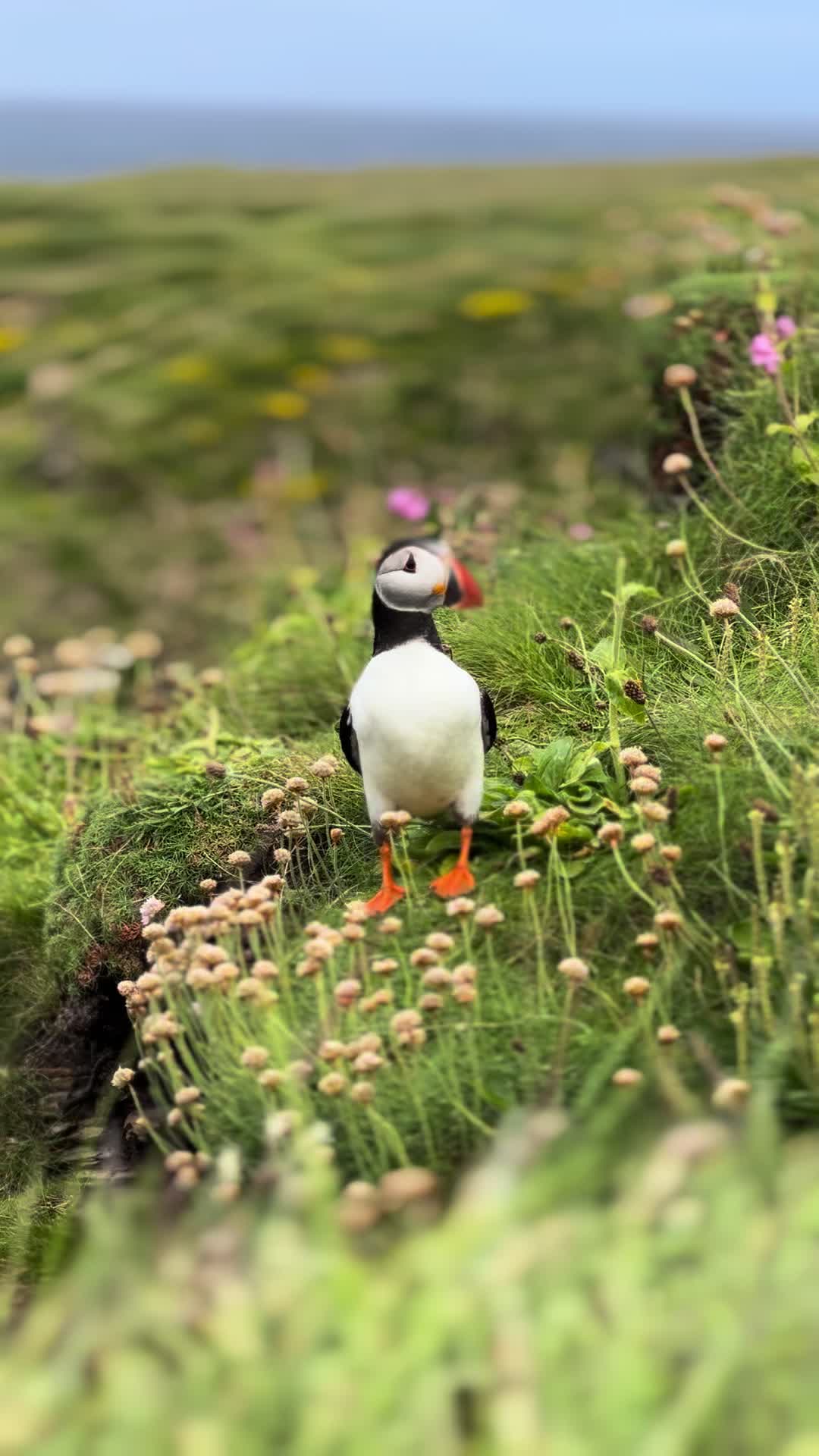 @Orkney Uncovered