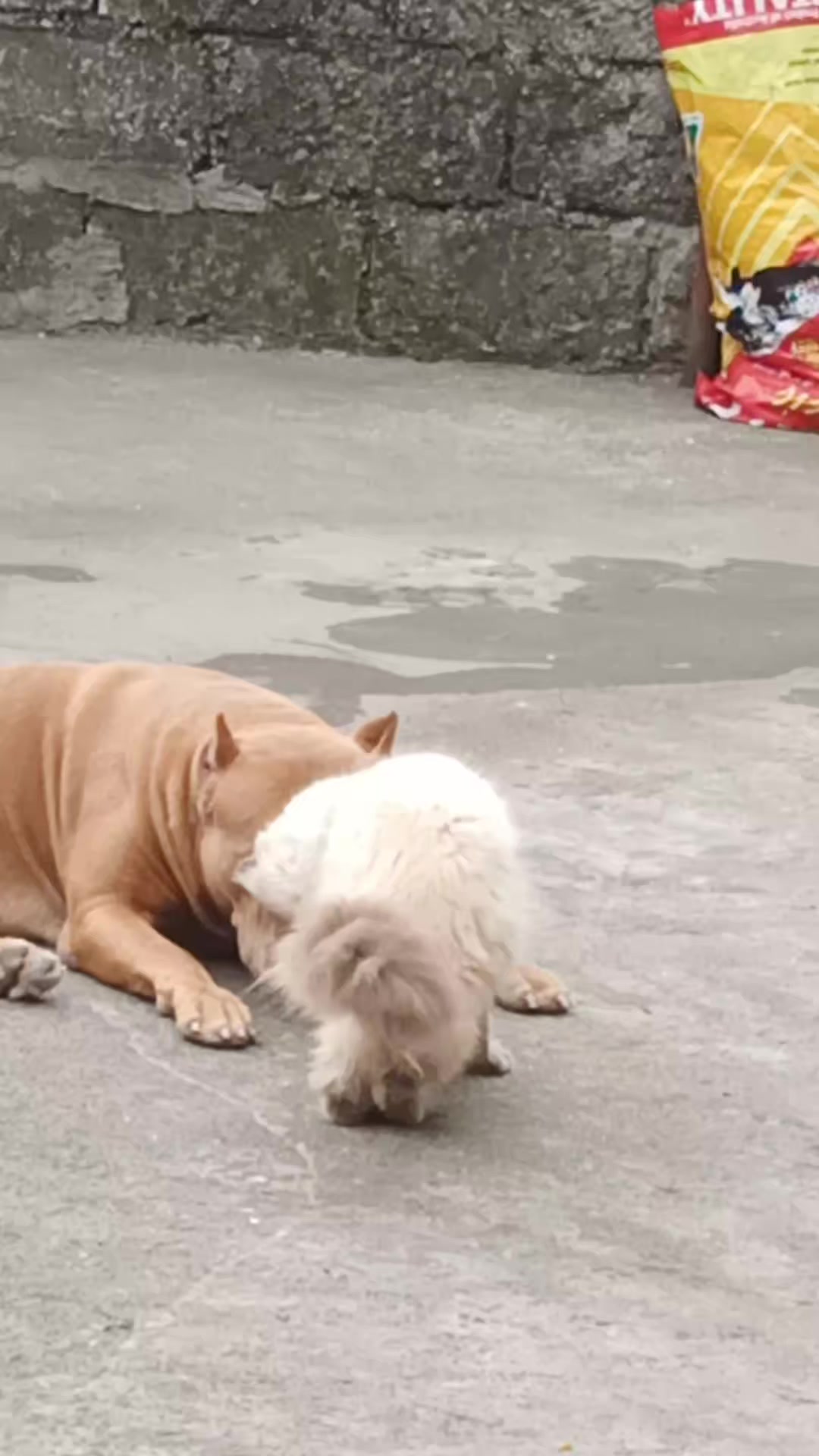 @ISKO THE PITBULL
