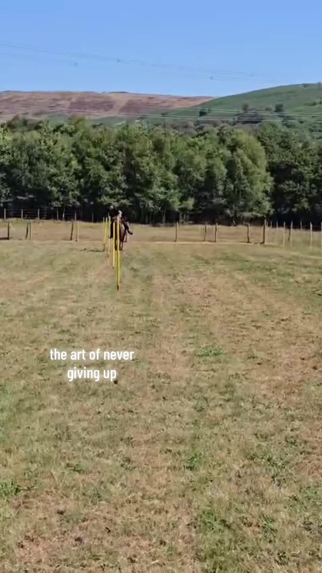 @shelbyshorseaccount
