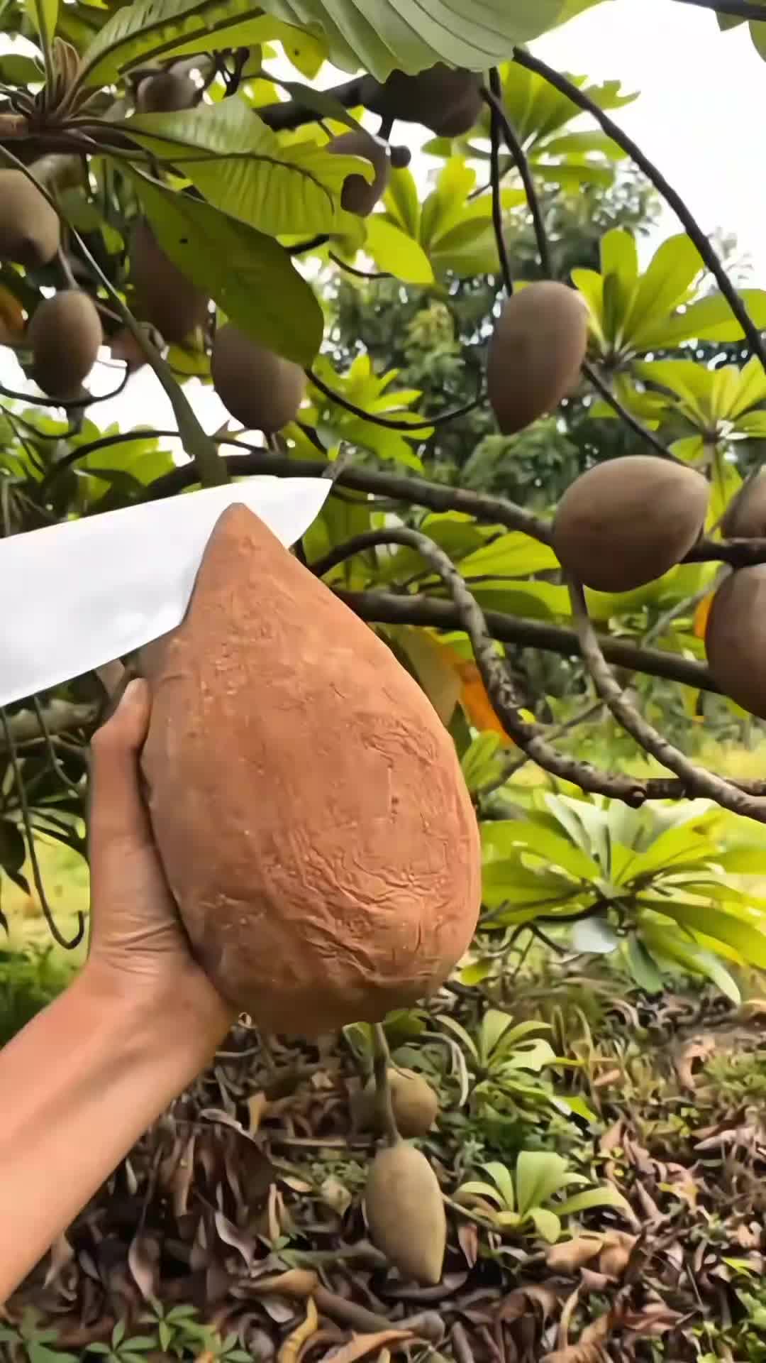 @Fruits🍑 Video
