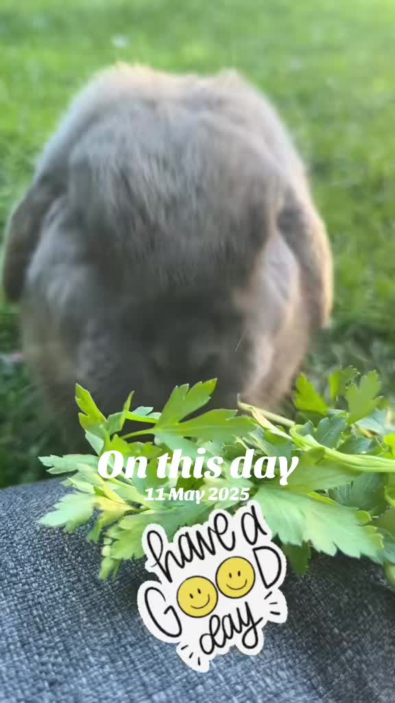 @BunnyAli