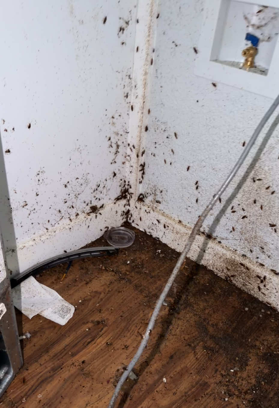 @JetCo Pest & Bed Bug Services