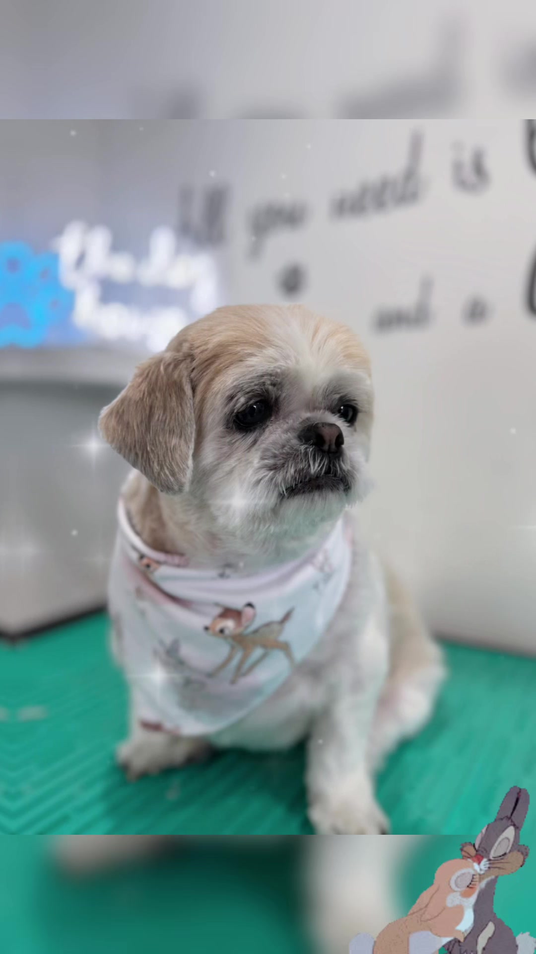 @PamperedPaws