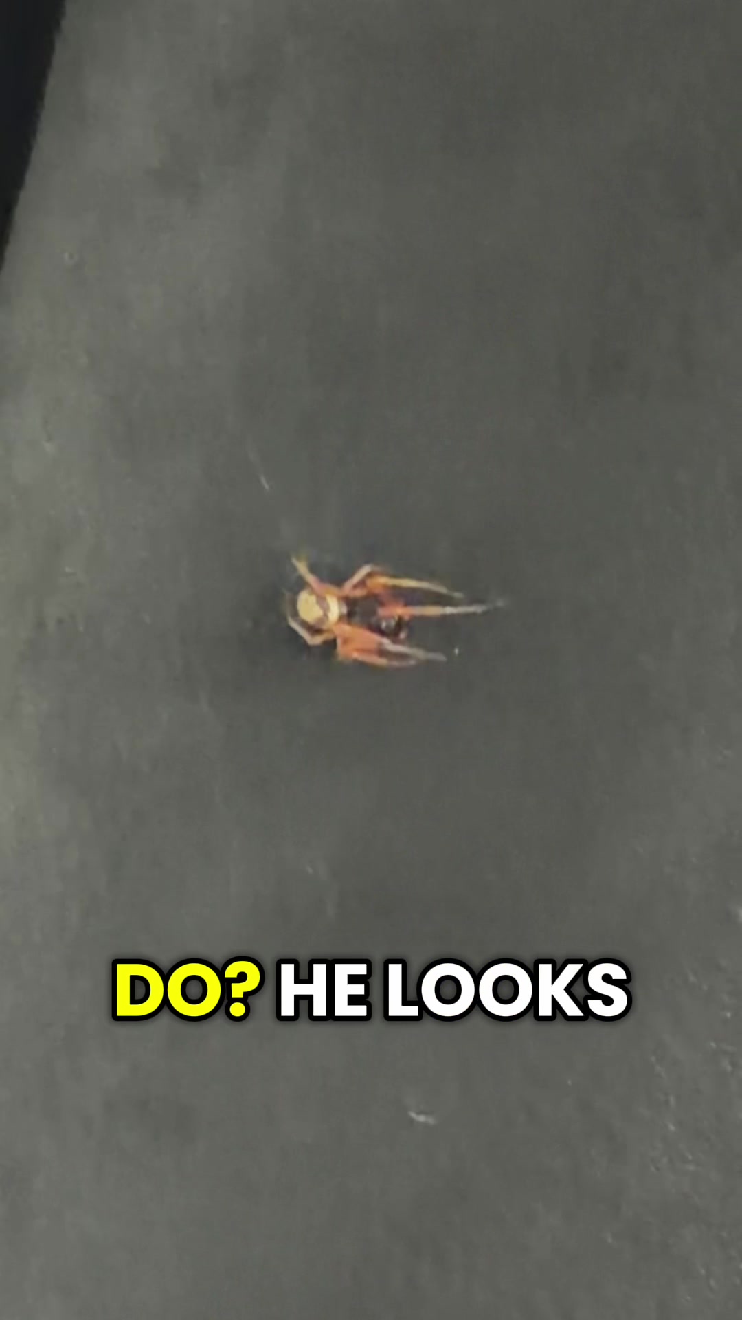 @dojacatstoothbrush