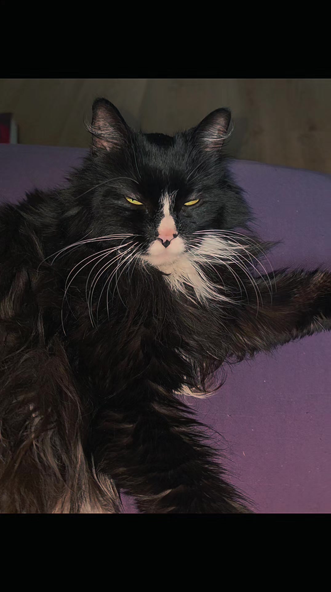@AtticaTheTuxedoCat