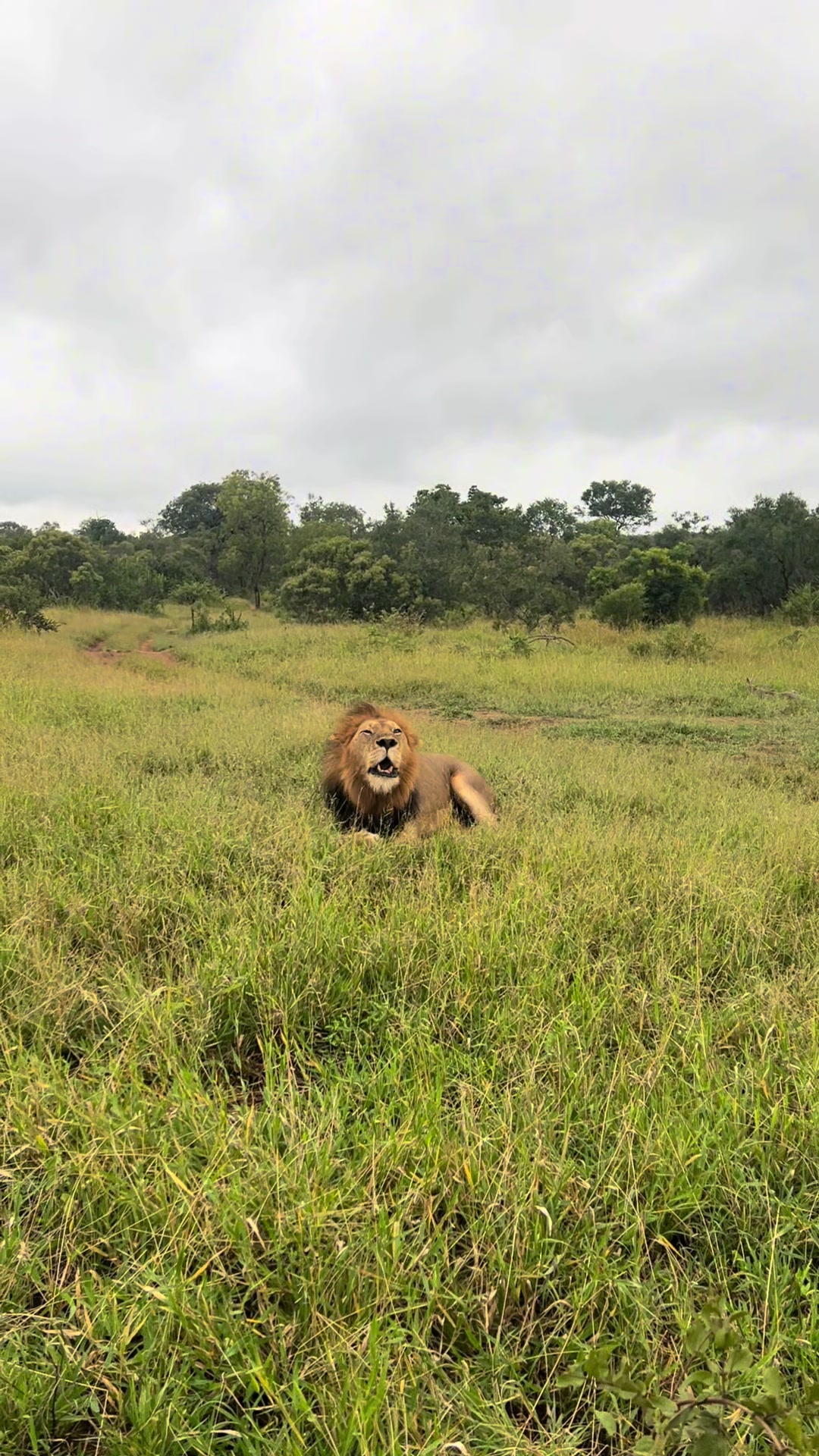 @Thornybush