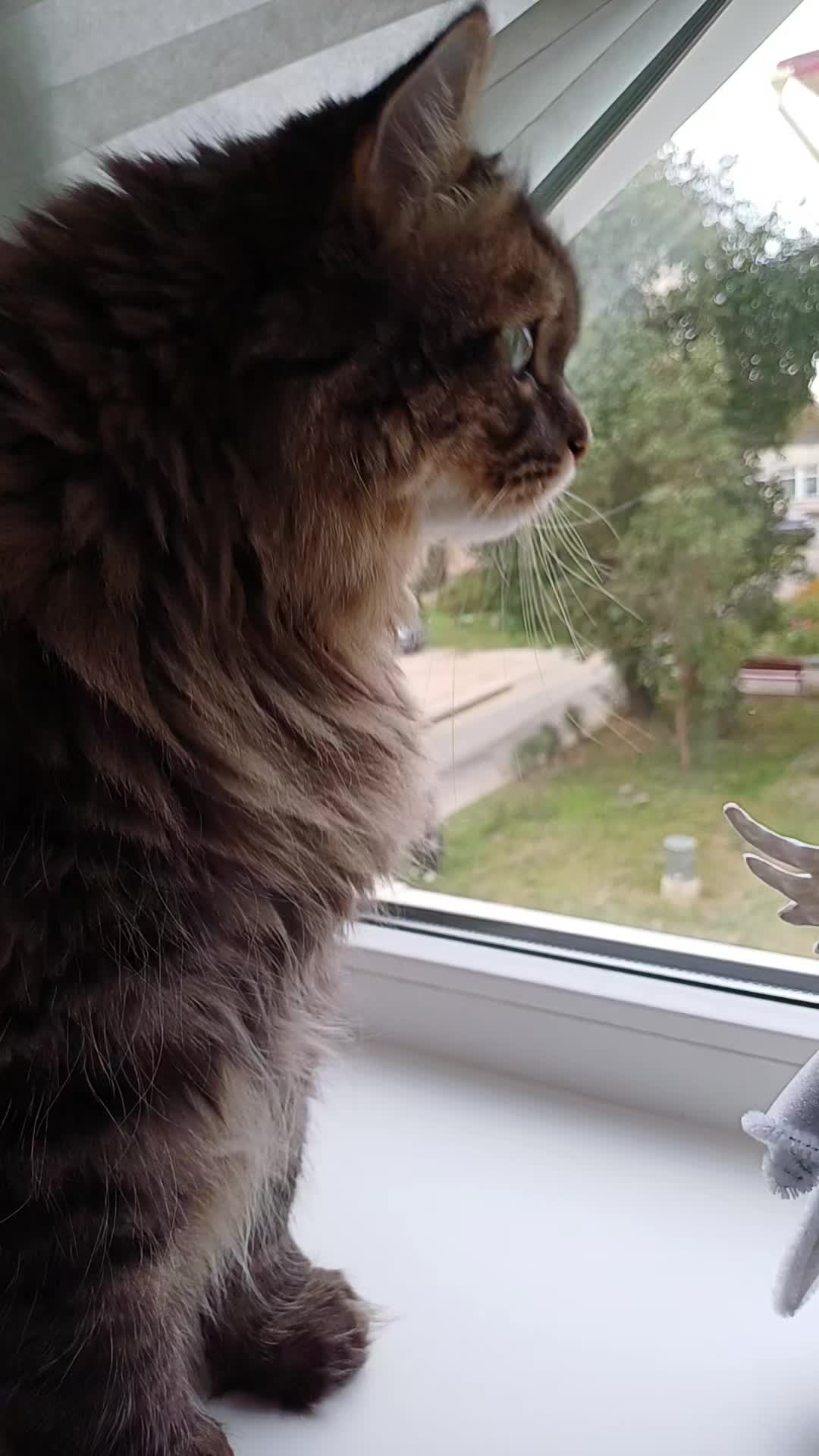 @cat_bayun_