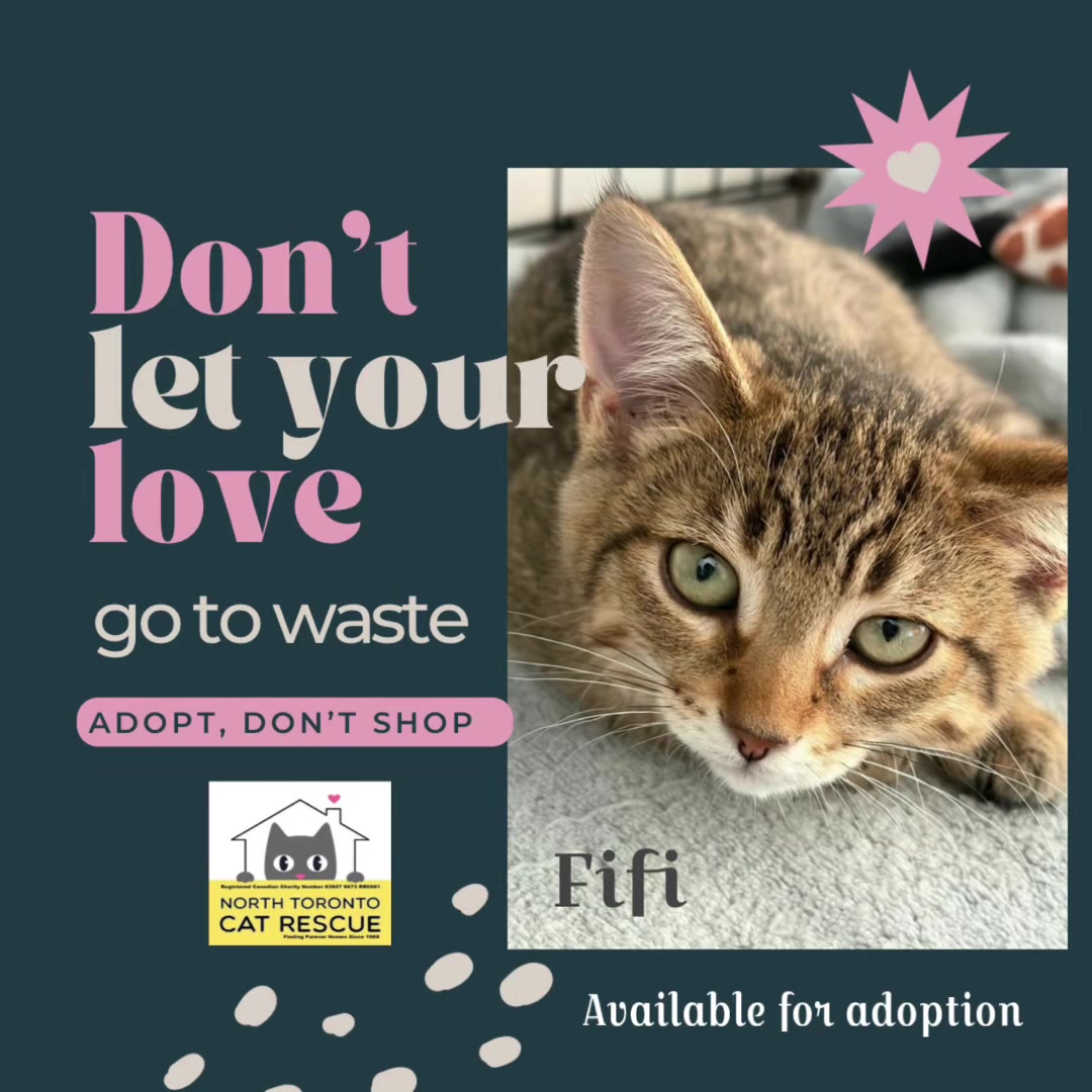 @North Toronto Cat Rescue