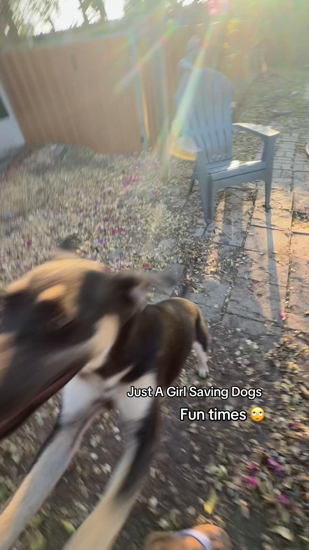 @Just A Girl Saving Dogs