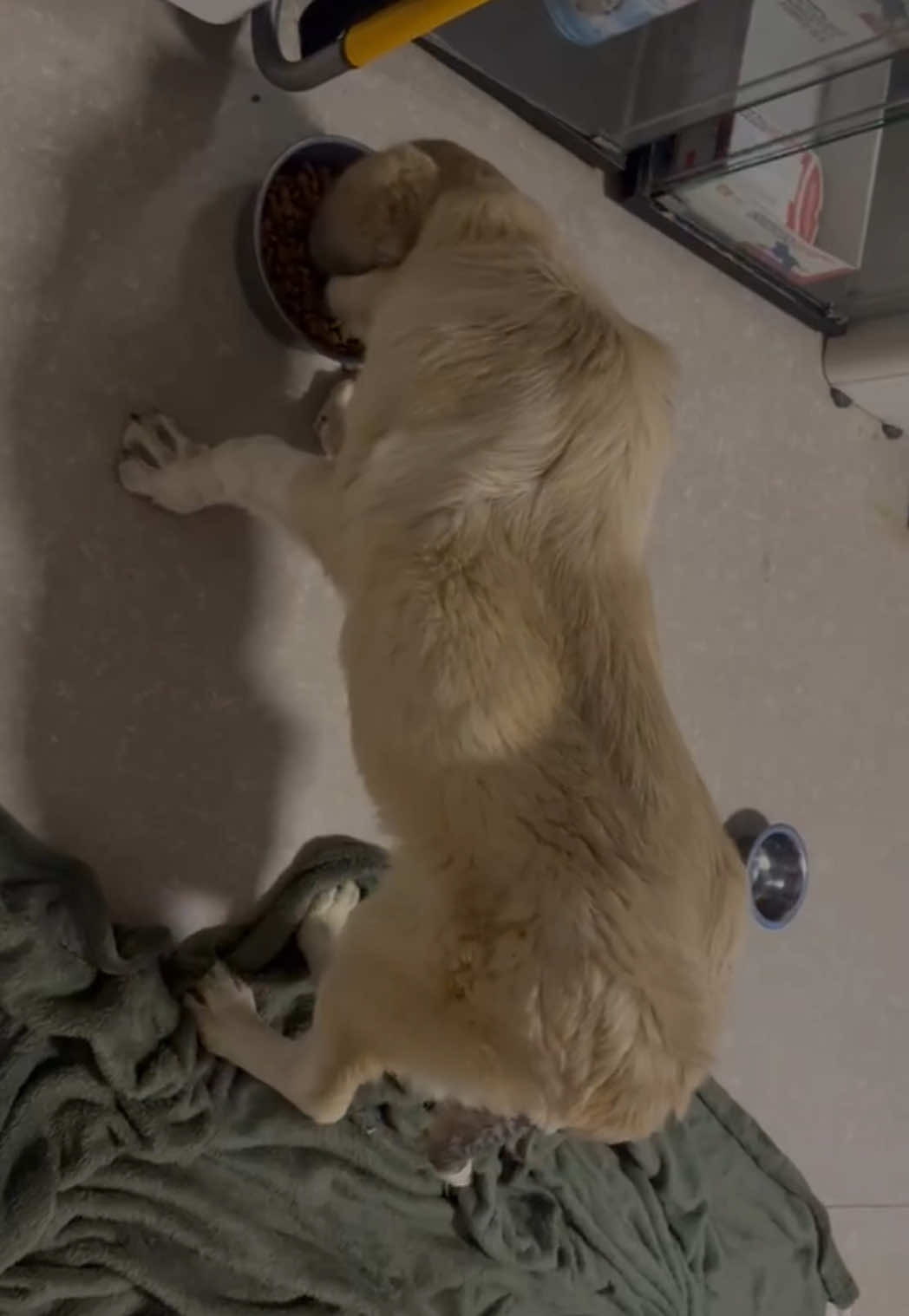 @SpecialDogs e.V.
