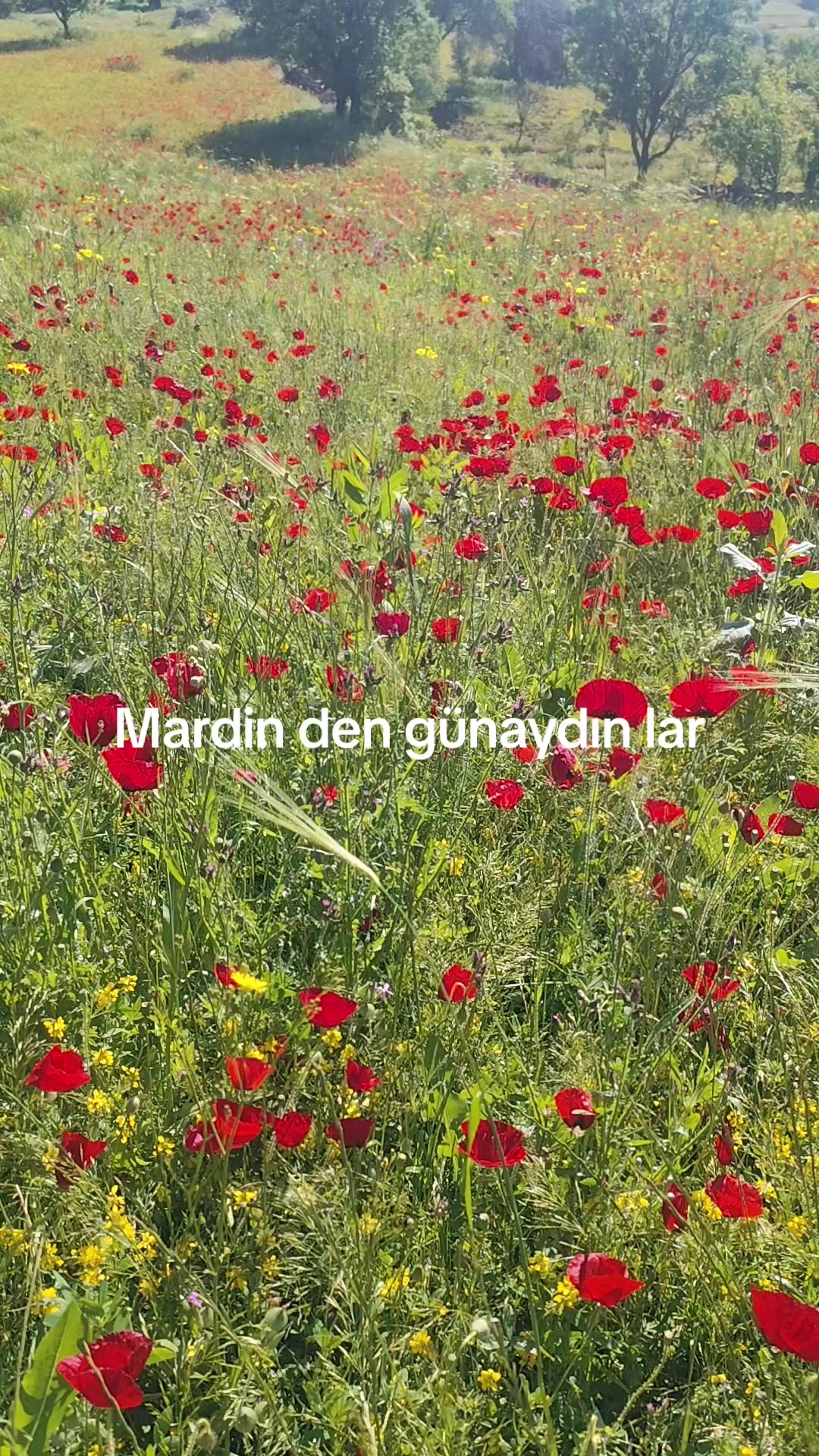 @Mardinli 4747