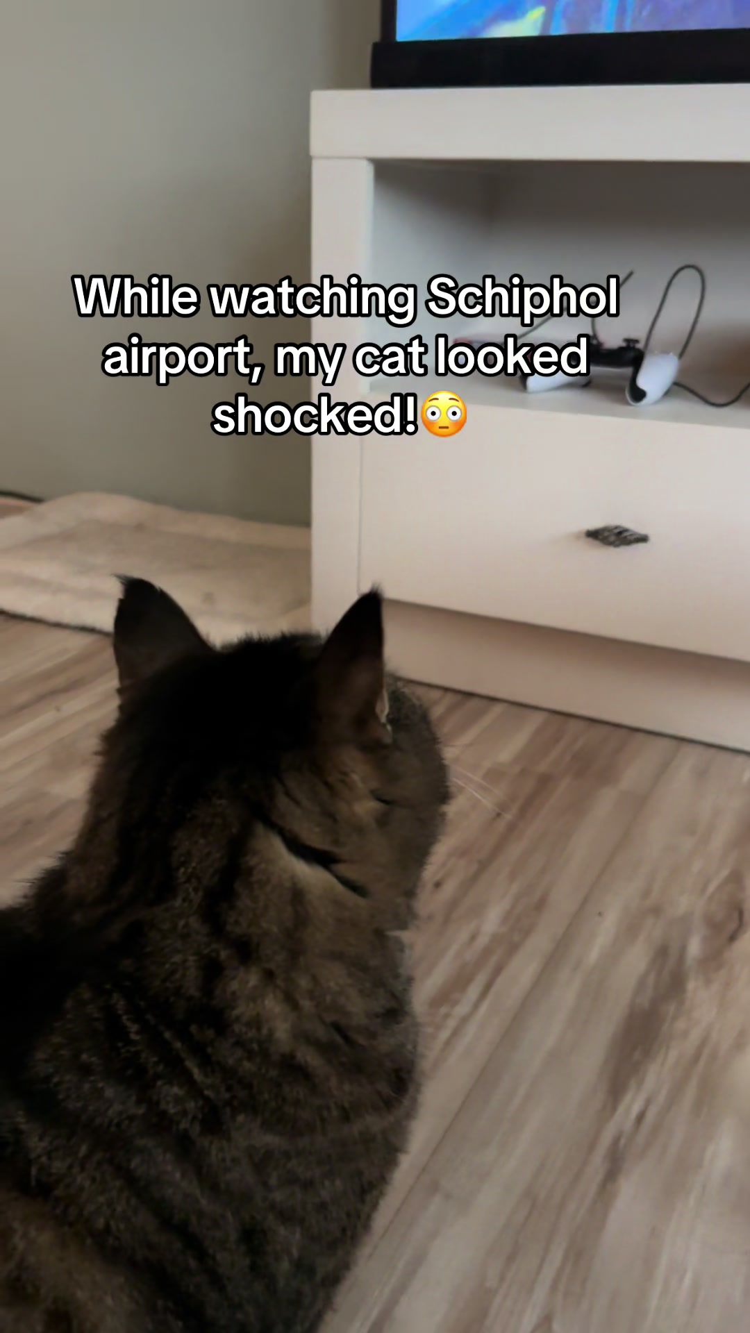 @Joep_the_ rescuecat