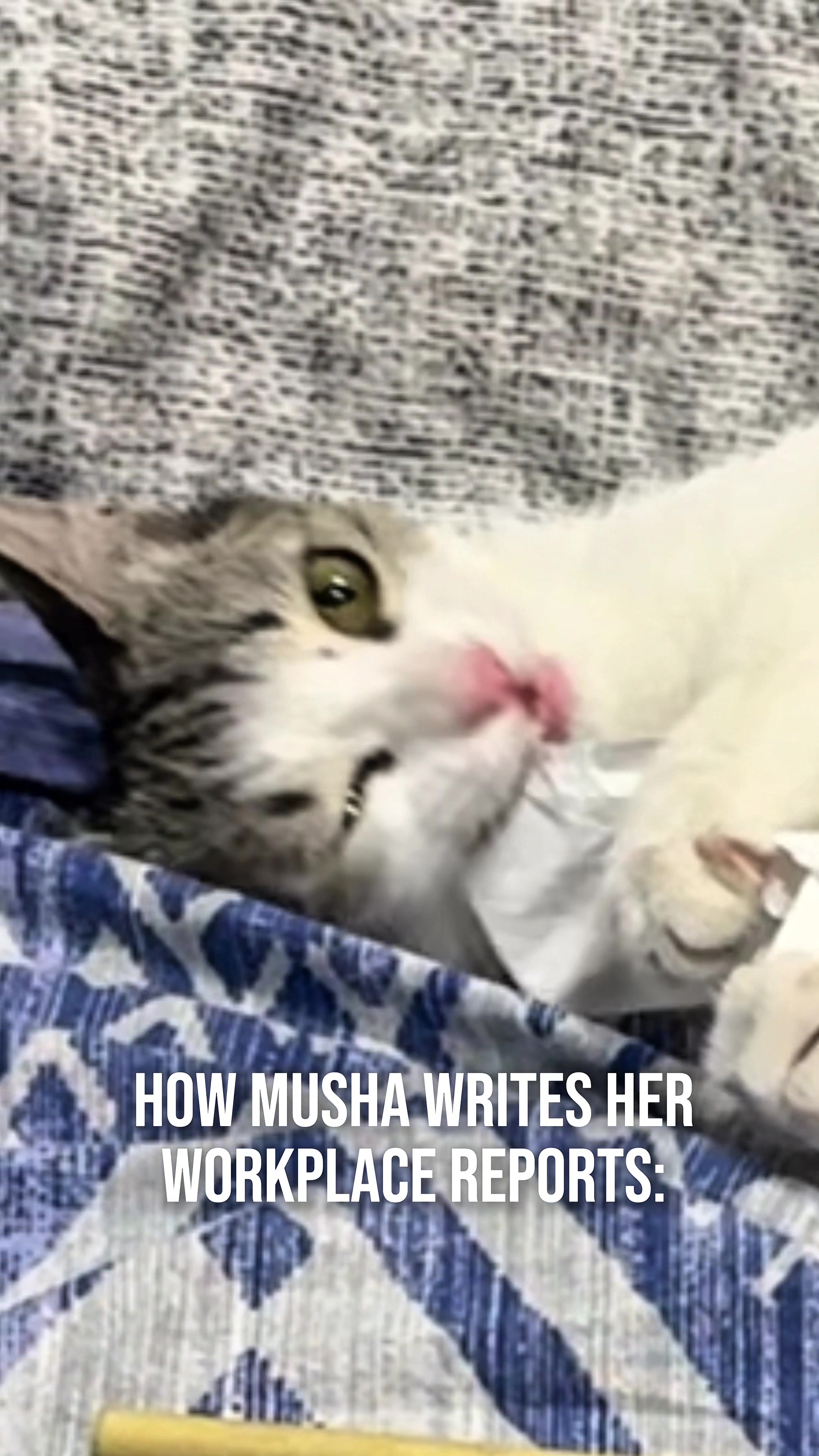 @Musha