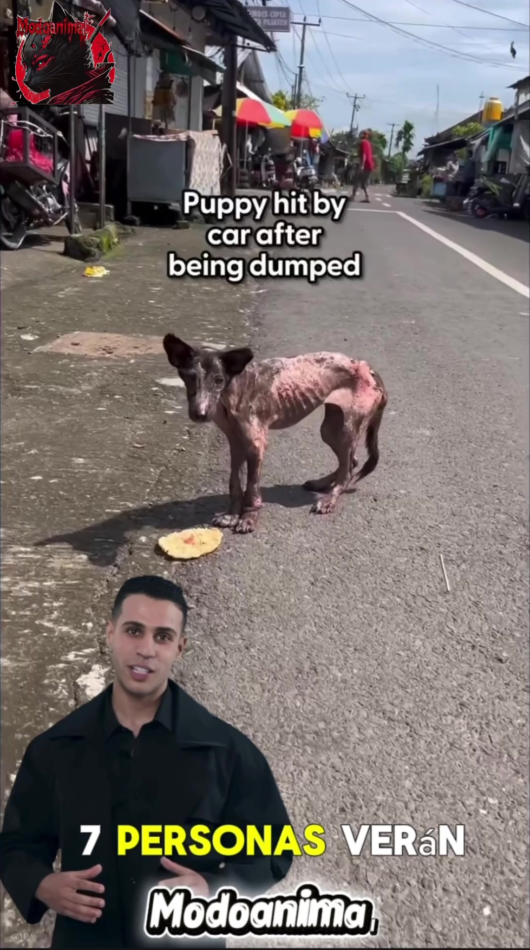@Modoanimal