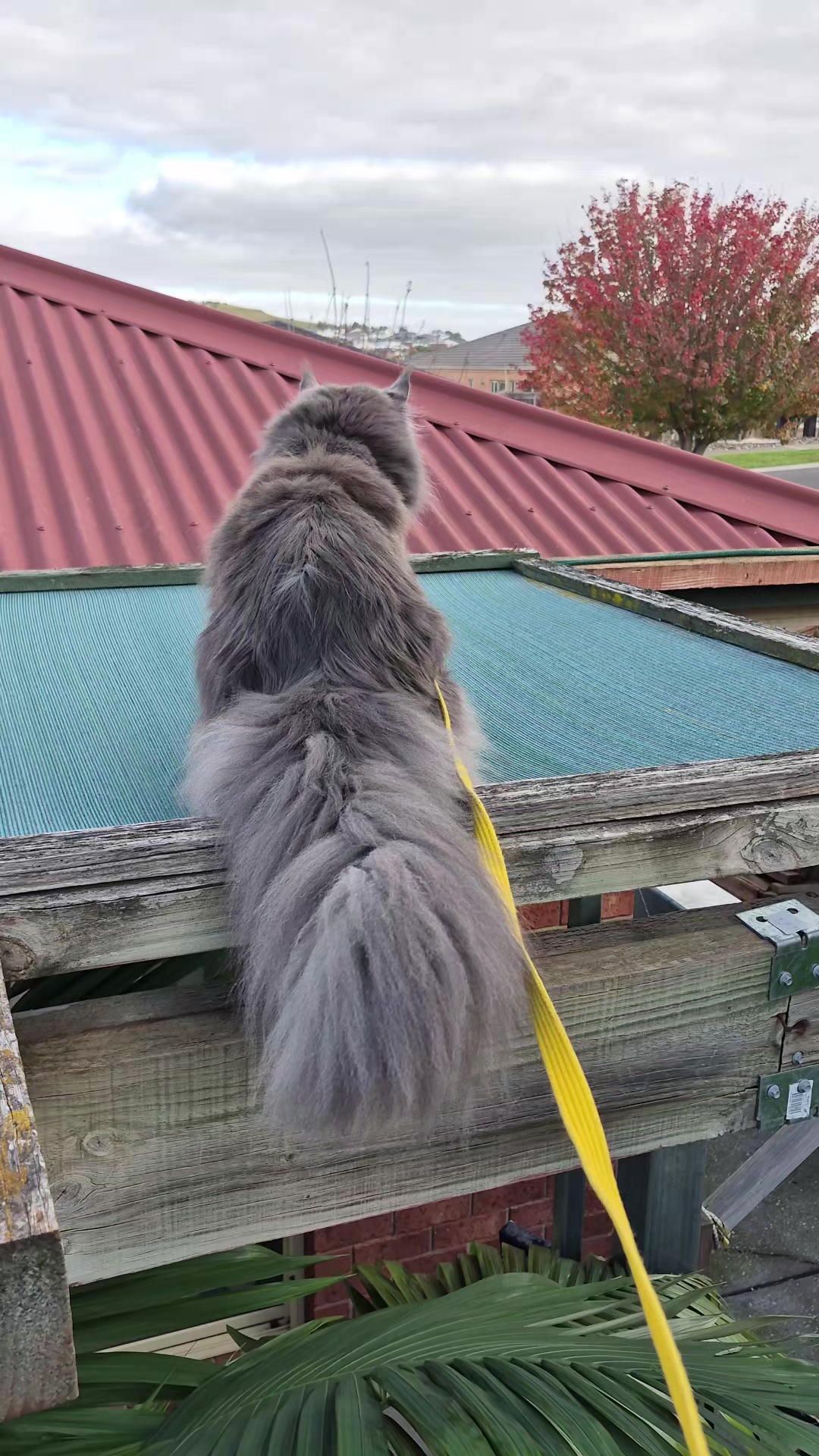 @Ragnar the Maine Coon 🐈