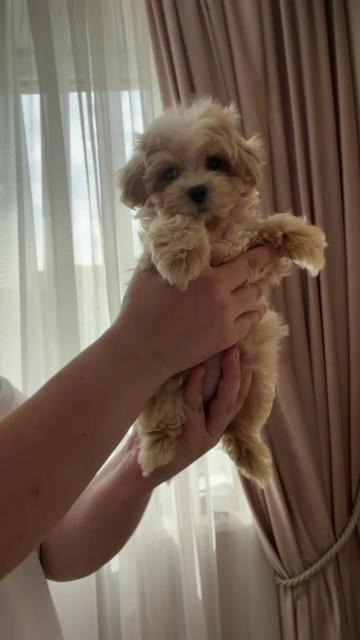 @Maltipoo Puppy Place