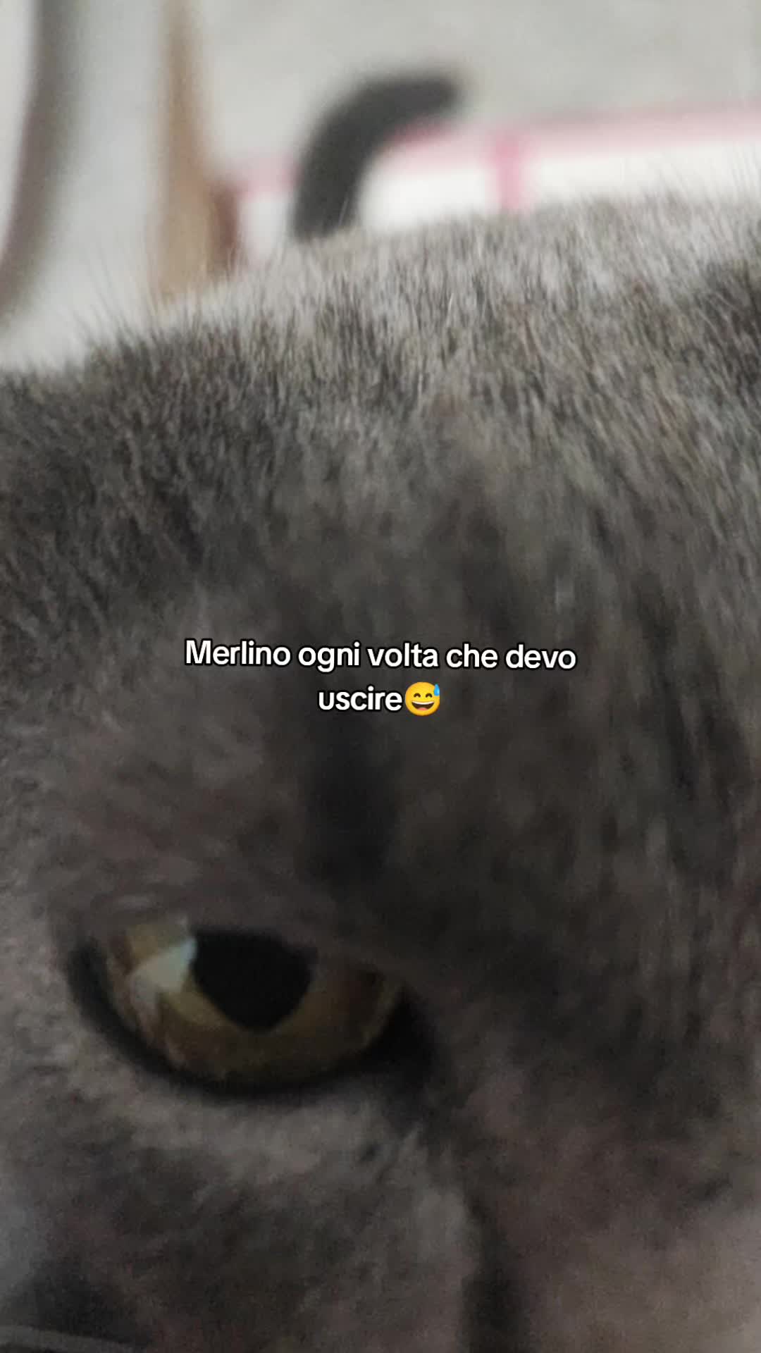 @Nicoletta Occhipinti