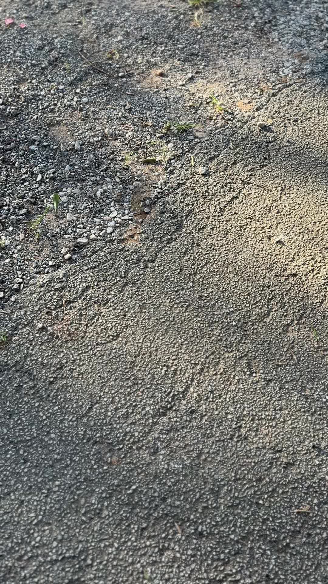 @América Montes