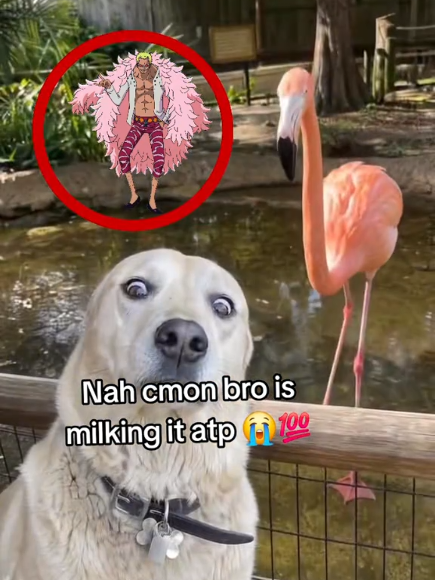 @Promanskills
