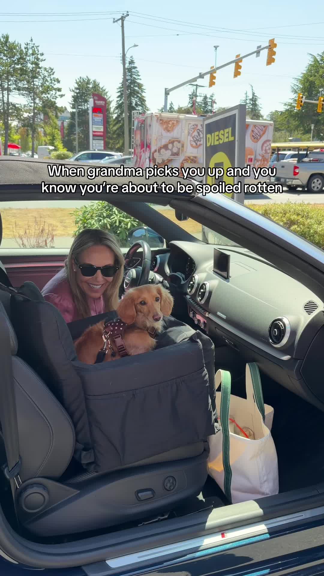 @cashewdachshund