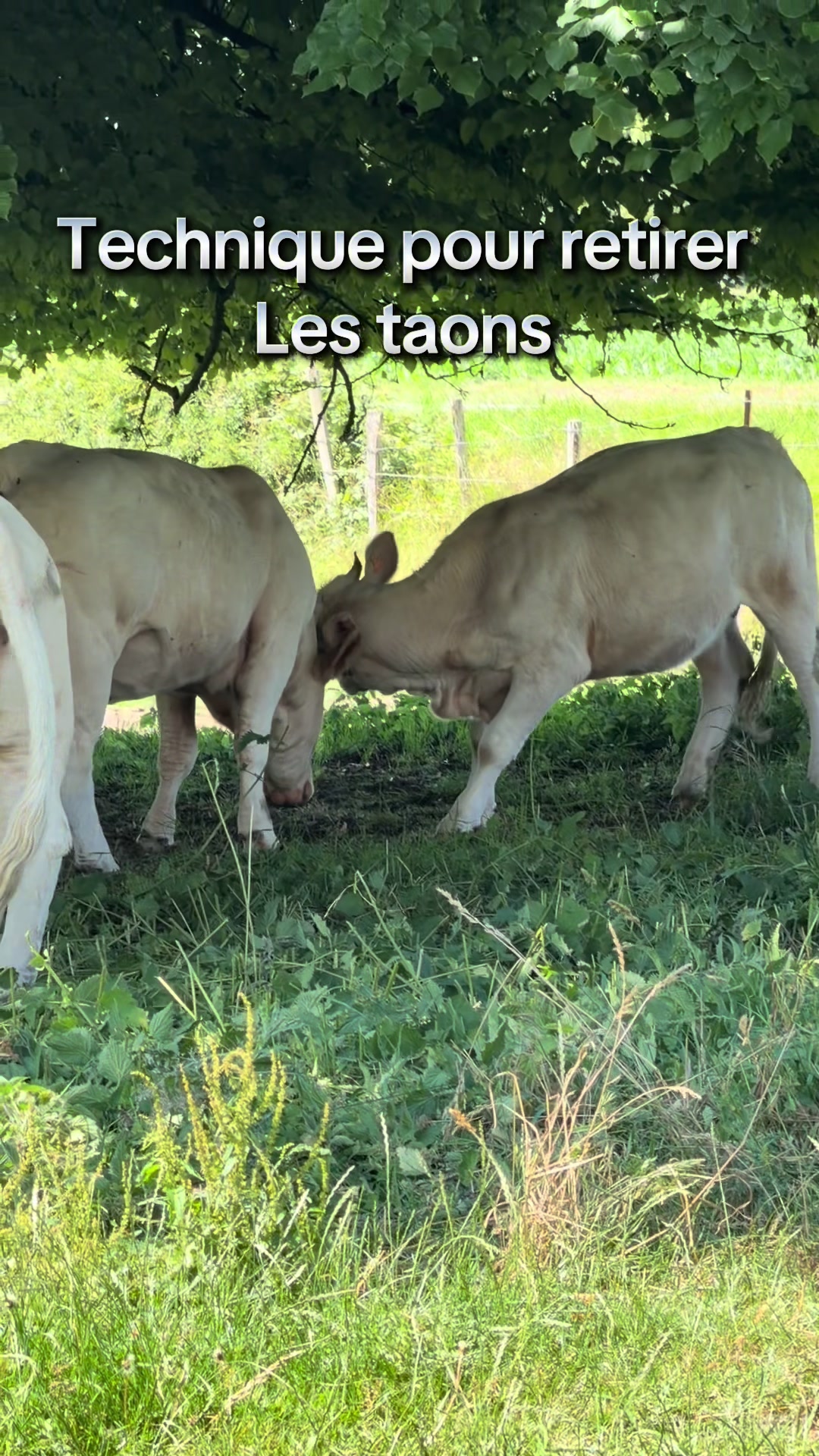 @ᏦᎥᎥᏦᏗᏗ 🌾🚜🐮