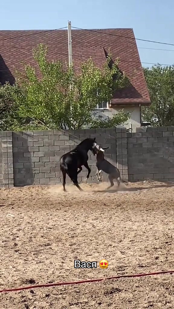 @jockey.hors