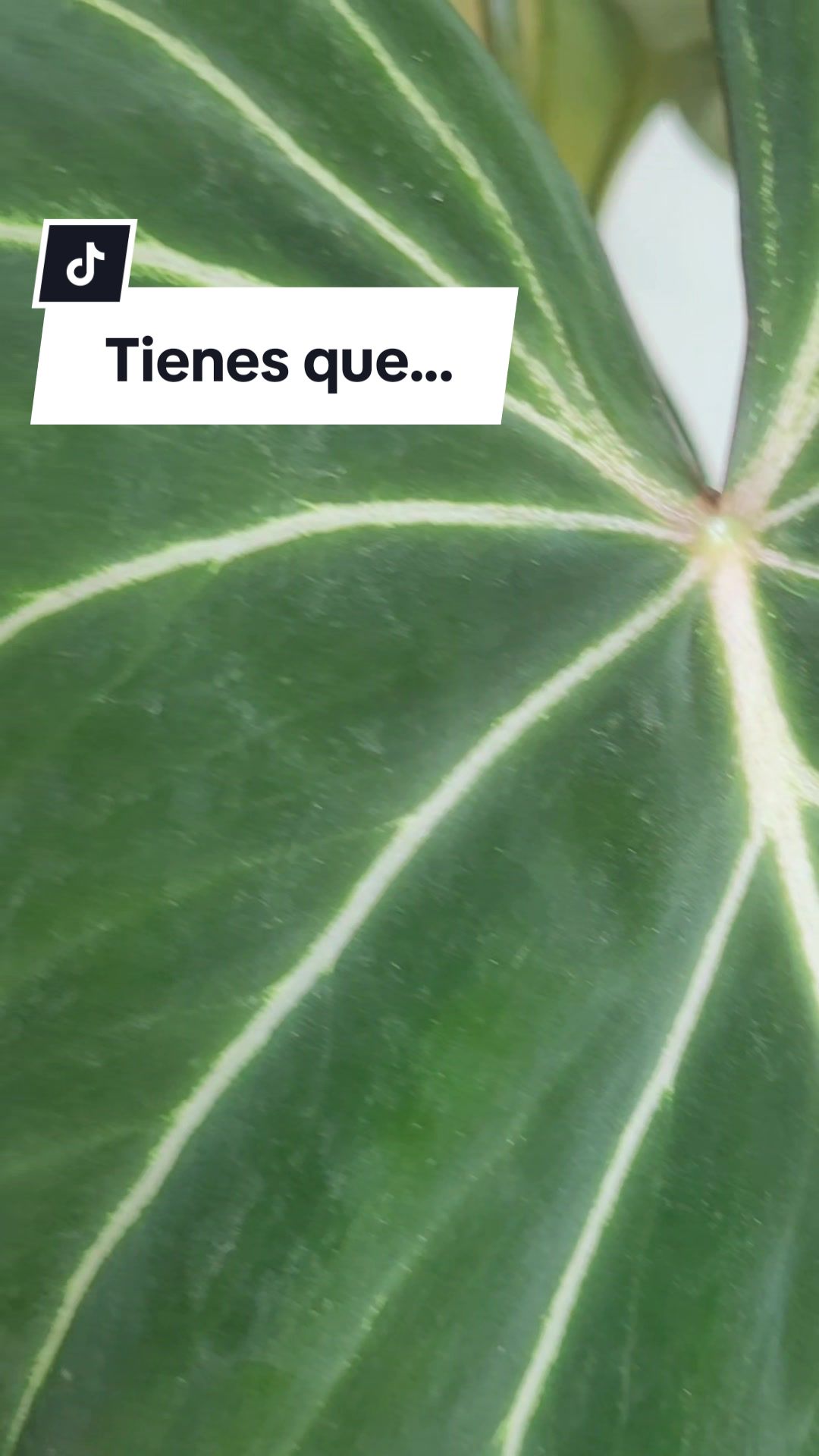 @Plantolog&iacute;a🌿