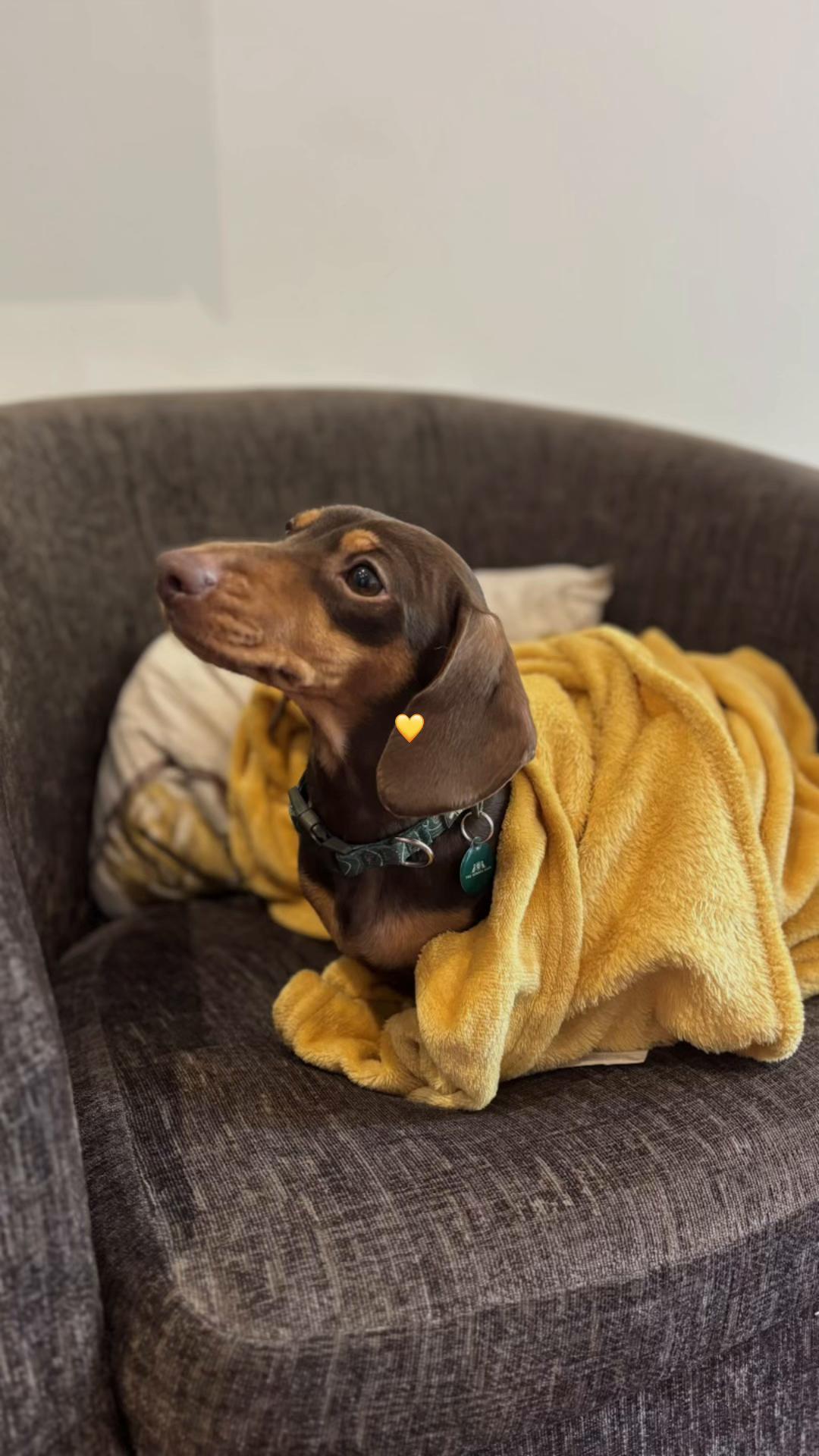 @BellaLongDog