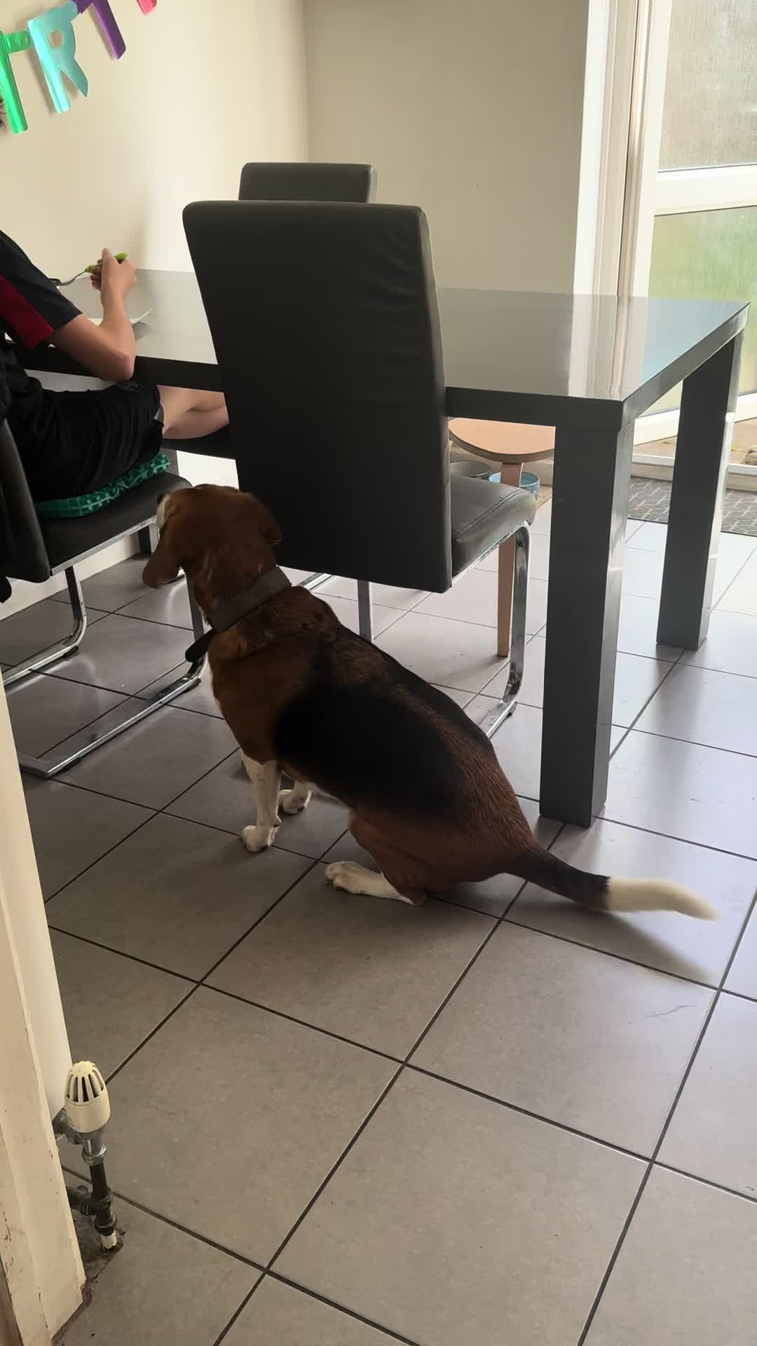 @Neo_The_Beagle