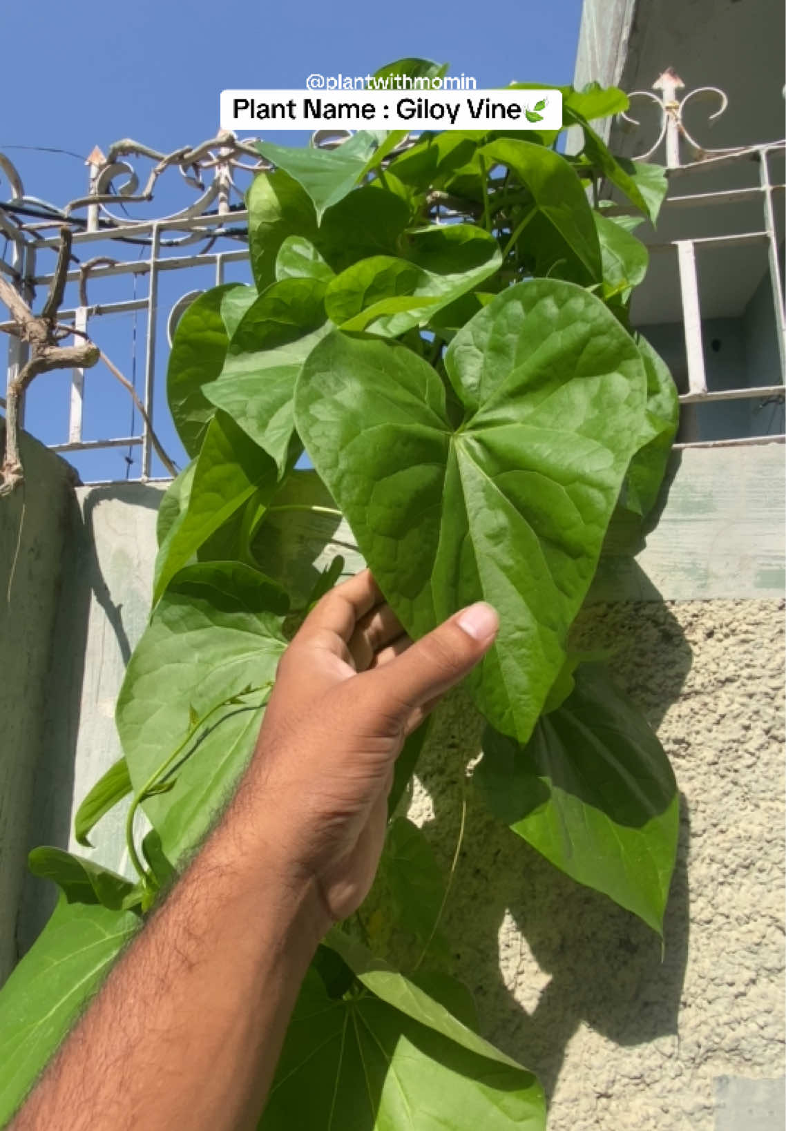 @Plantwithmomin