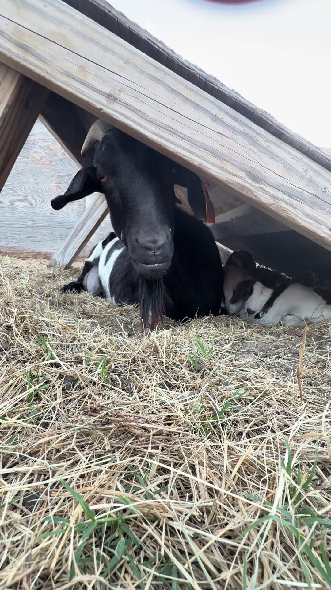 @truetexan19